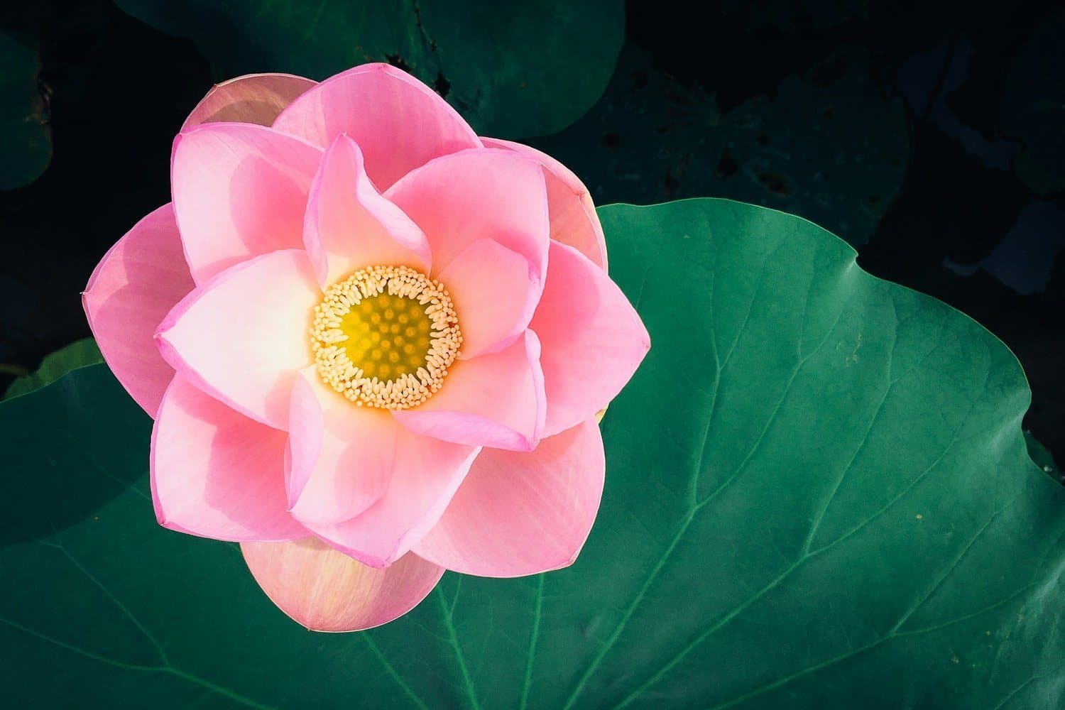 EMDR and trauma therapy in Orlando and across Florida