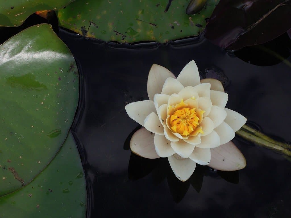 Attachment-Based Therapy — Relational & Attachment Repair